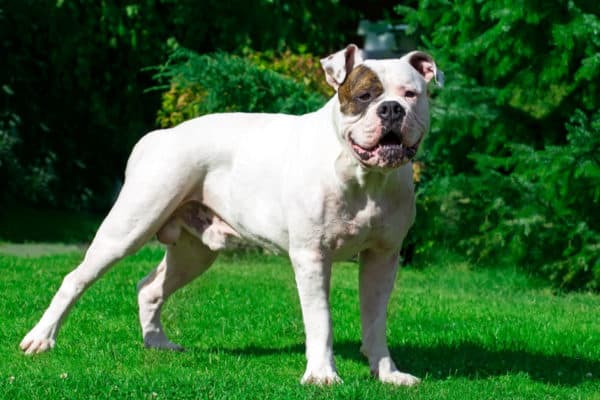 American bulldogs are known for is their tendency to growl, huff, and generally talk to their owners. If you can learn to understand your pet, you'll be treated to a variety of adorable conversations.