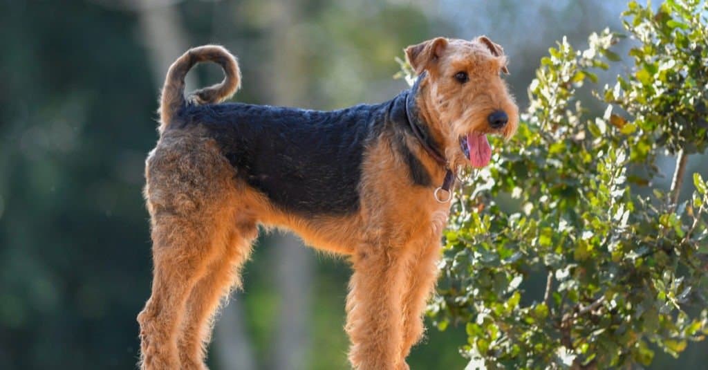 Airedale Terrier standing in the park