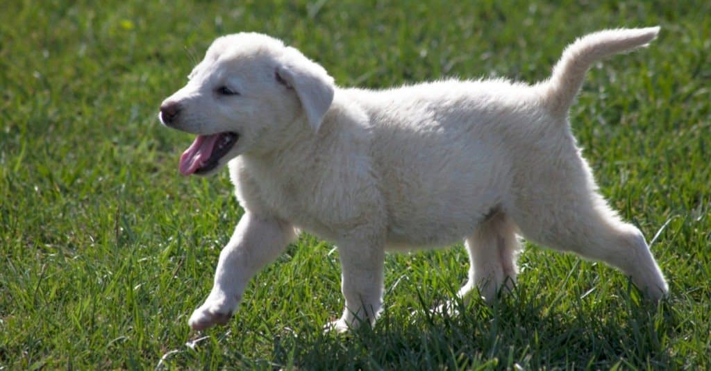 Akbash puppy playing in the grass