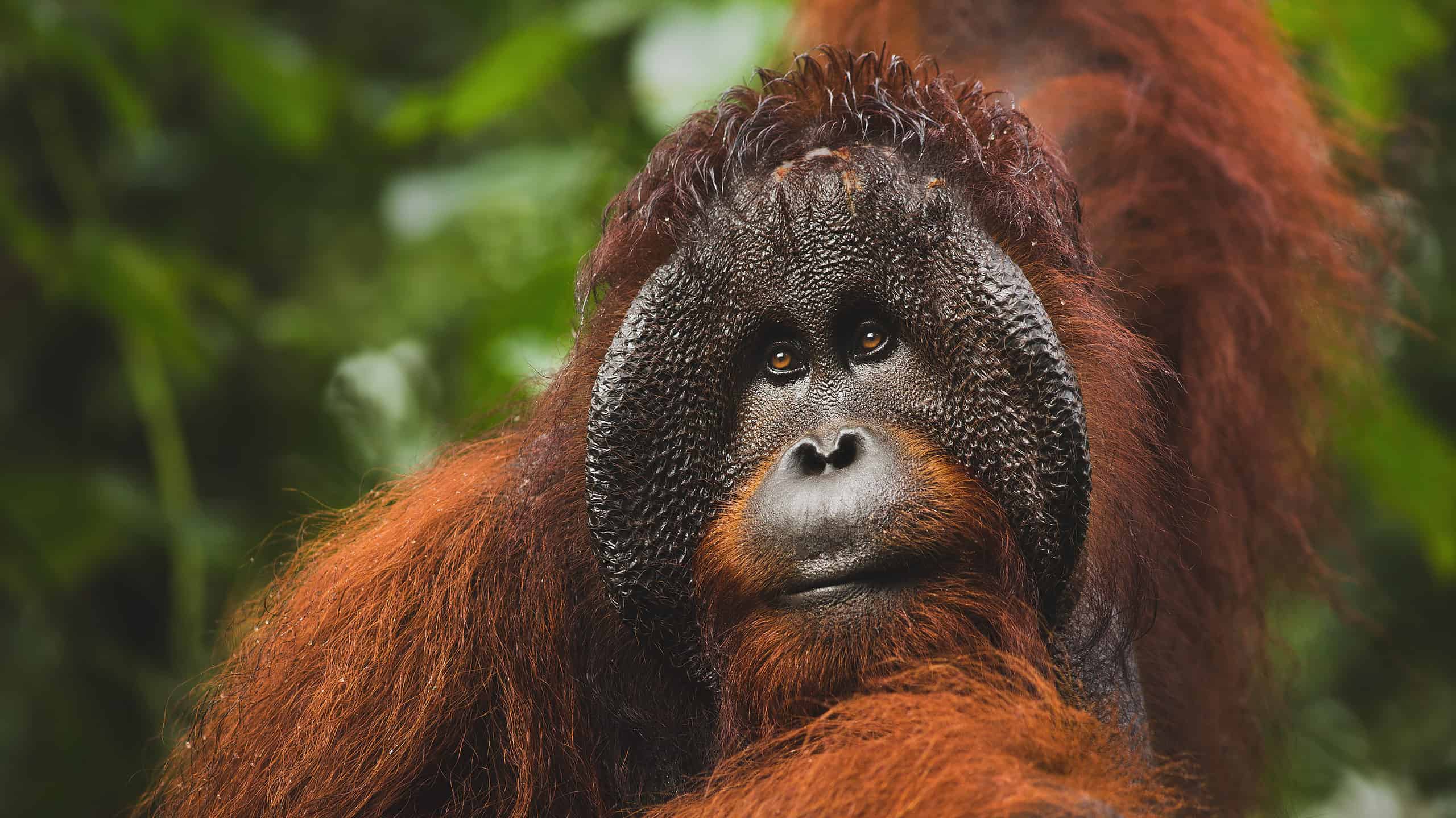 Confused Orangutan