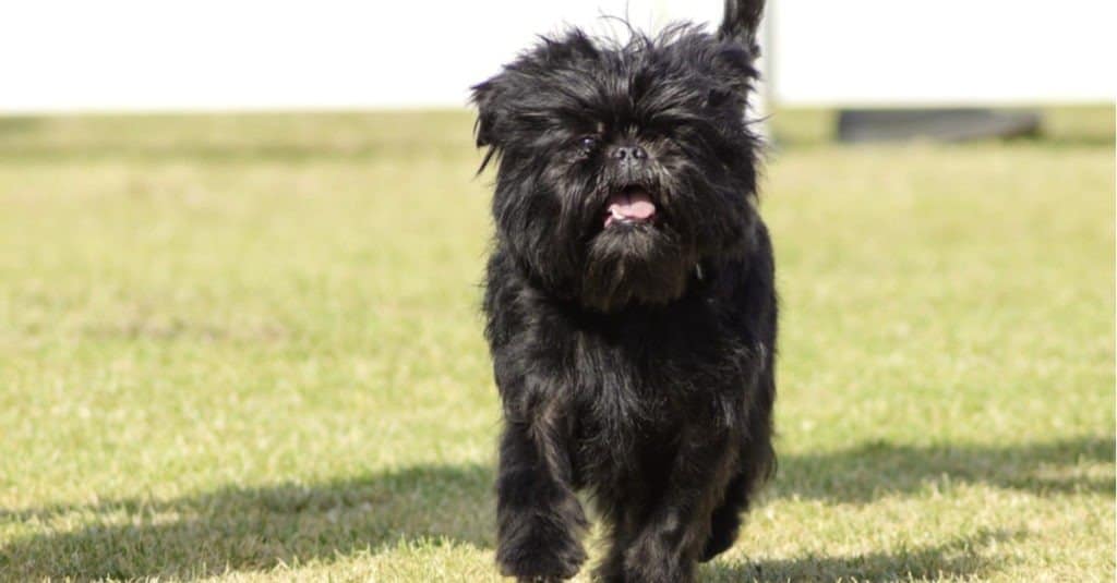 Affenpinscher standing in the grass