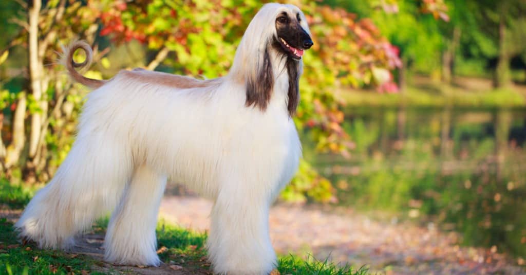 Afghan Hound standing in a park