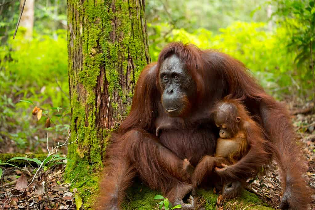 Orangutan in Indonesia with her baby.