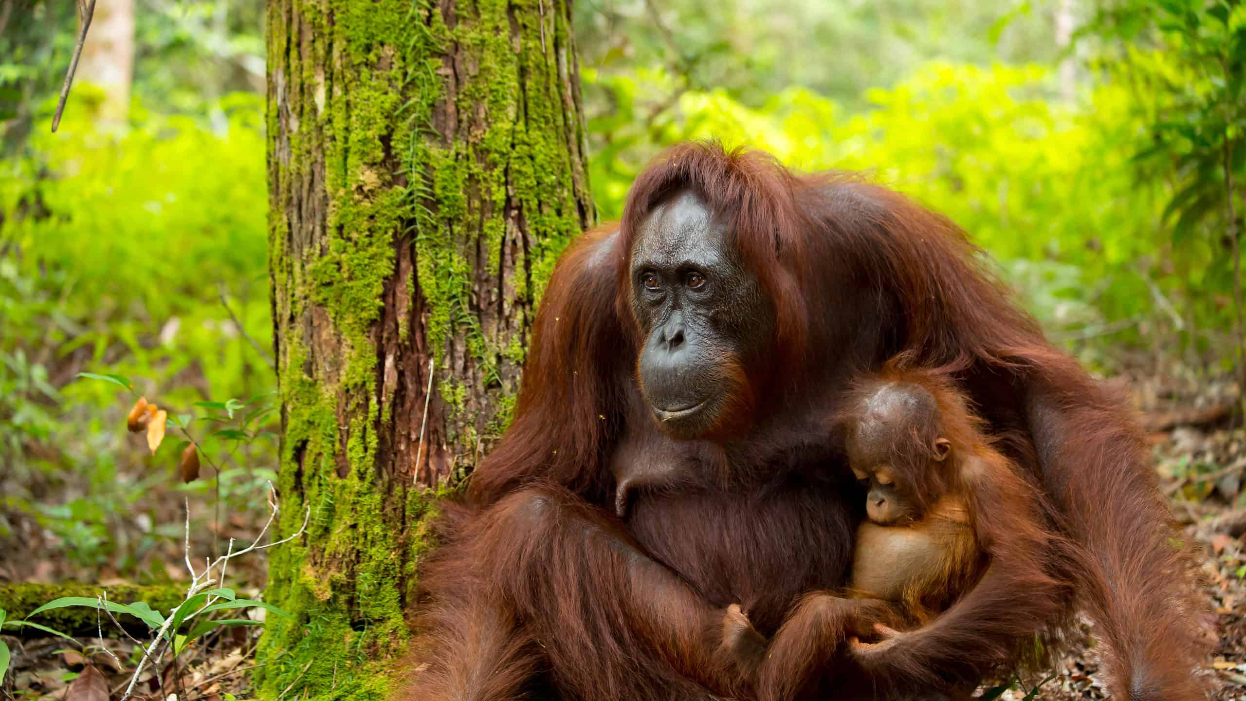 Orangutan in Indonesia with her baby.