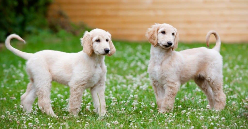Afghan Hound Puppies standing in grass