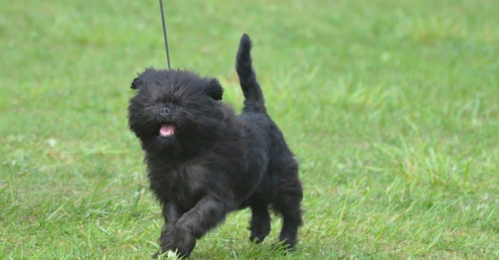 Affenpinschers are descended from the original German pinscher