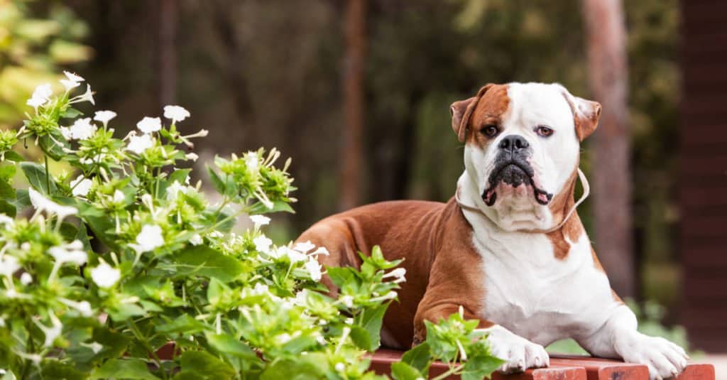 Tan spotted American bulldog laying down on a patio