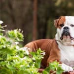 American bulldogs are family dogs that like to be with their humans at all times. If left alone, your bulldog is likely to bark, scratch, chew, and generally show signs of extreme distress. 