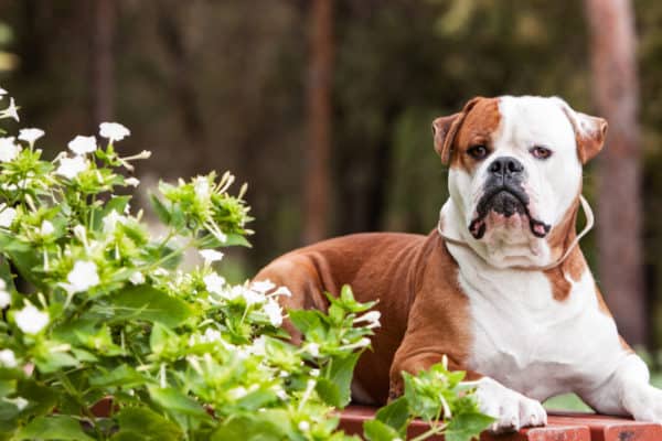 American bulldogs are family dogs that like to be with their humans at all times. If left alone, your bulldog is likely to bark, scratch, chew, and generally show signs of extreme distress. 