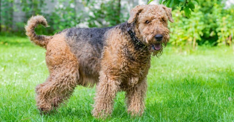 Airedale Terrier in the grass