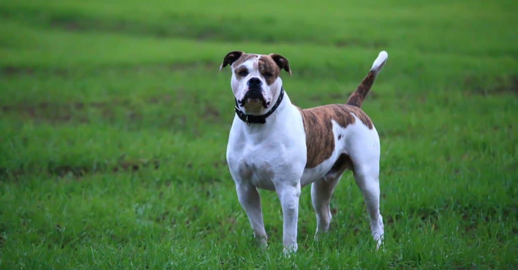 An adult American bulldog standing on a patch of green grass. 