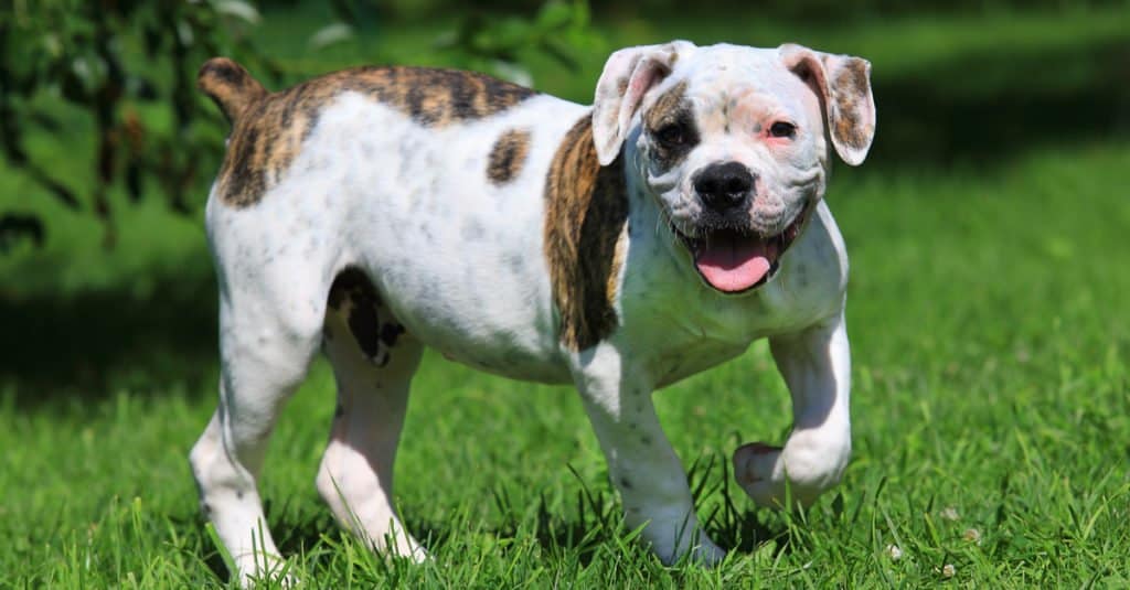 American bulldog playing in the park