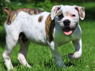 A American Bulldog Quiz: What Do You Know?