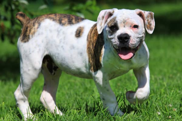 American bulldogs become susceptible to several genetic conditions, including hip dysplasia, thyroid deficiency, and various eye problems. 