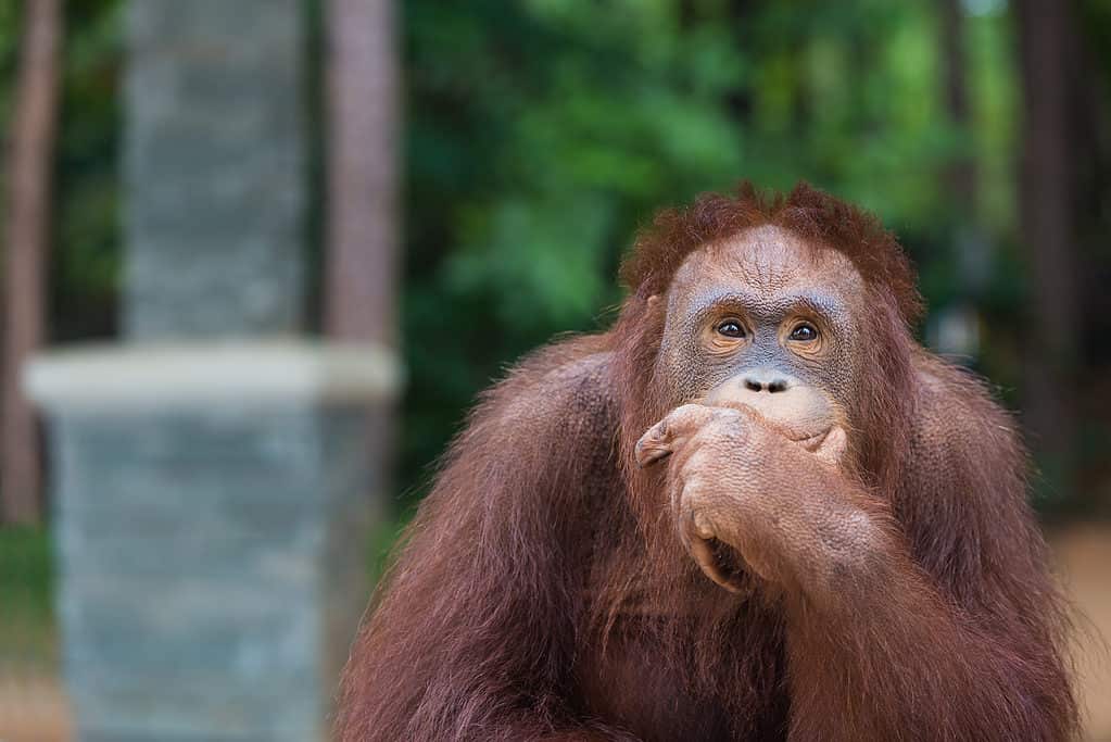 Orangutan deep in thought