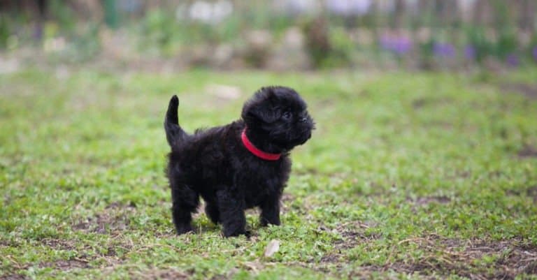 Affenpinscher puppy standing in the grass
