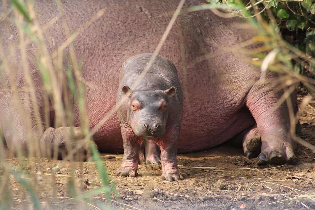 Hippopotamus baby with mother