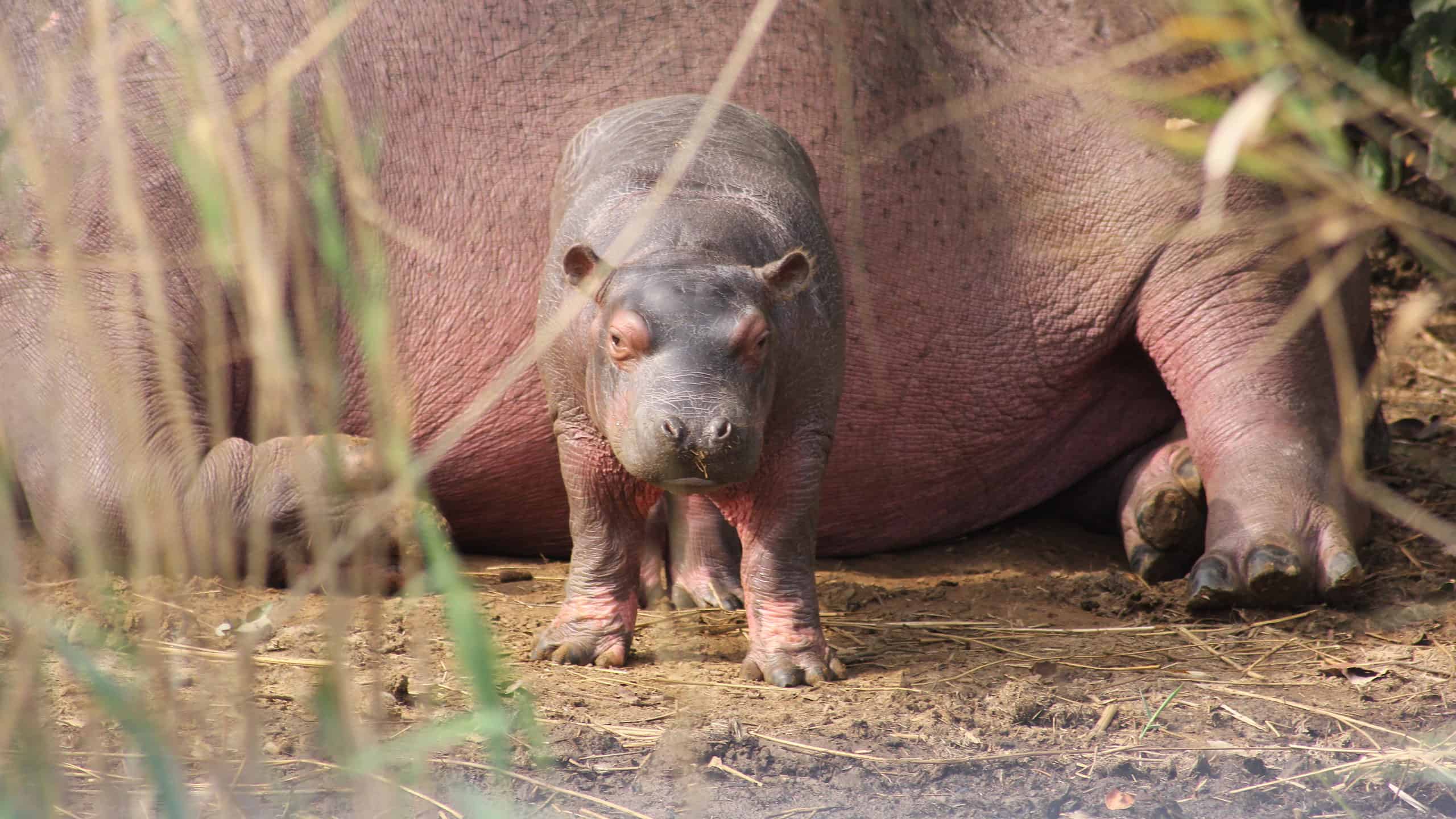 Hippopotamus baby with mother