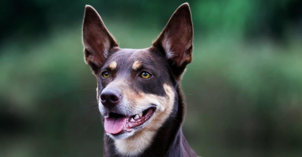 Australian Kelpie smiling at the camera