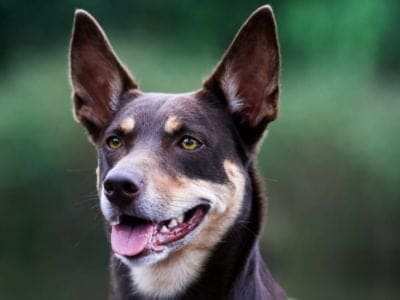 Australian Kelpie Dog Picture