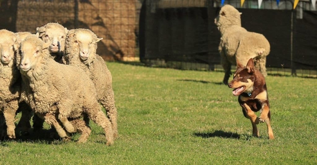 Red and tan Australian Kelpie herding a group of sheep.