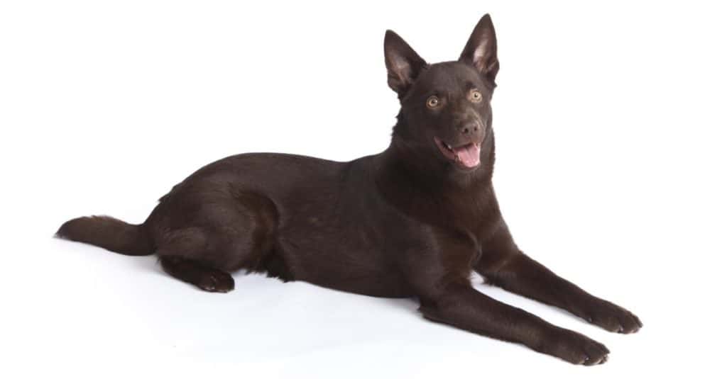 Isolated Australian Kelpie dog over white background