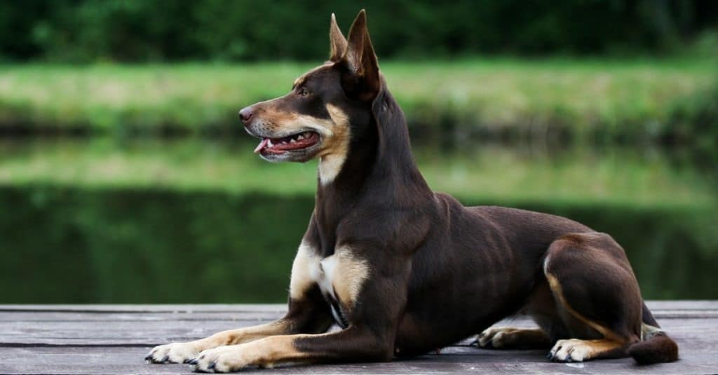 Chocolate brown and tan working Australian Kelpie dog.