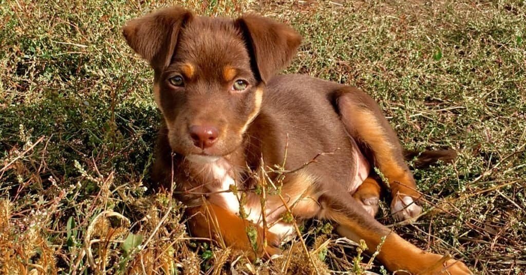 Australian Kelpie puppy lying in the grass