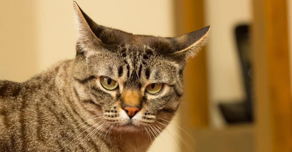 Close-up of a very serious Australian Mist cat.
