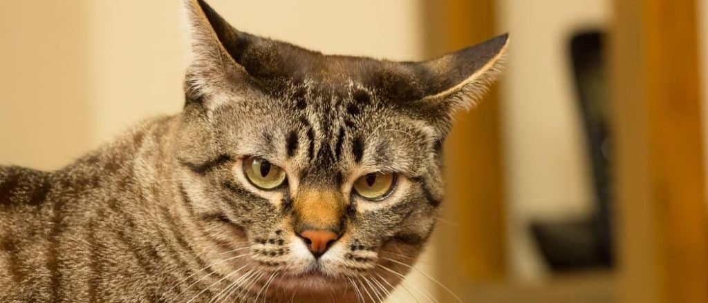 Australian Mist cat close-up