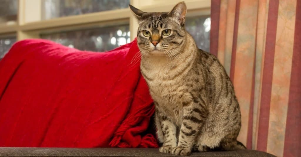 Australian Mist, a short-haired cat developed in Australia, sitting on the couch.