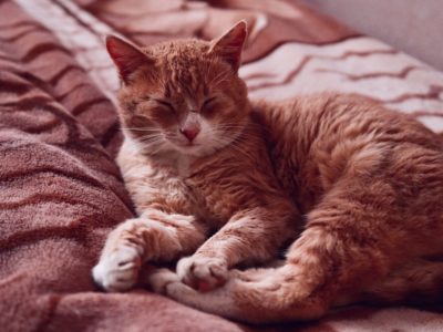 Australian Mist Cat Breed Complete Guide - AZ Animals