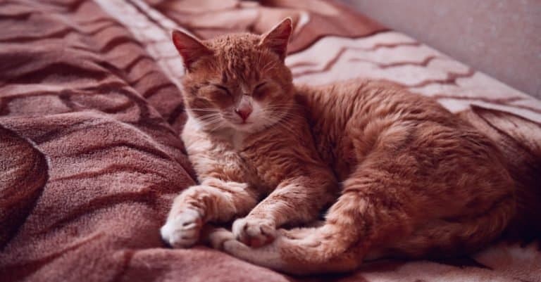 An Australian Mist cat resting on a bed.