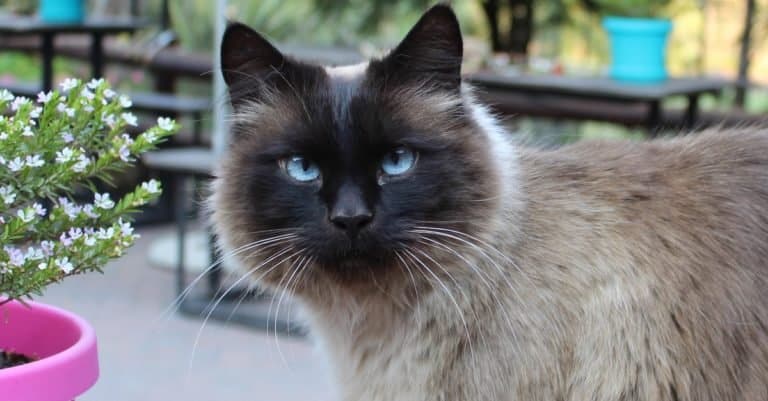 Balinese Cat with Blue Eyes, close-up.
