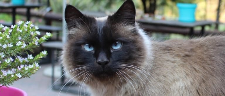 Balinese Cat with Blue Eyes, close-up.