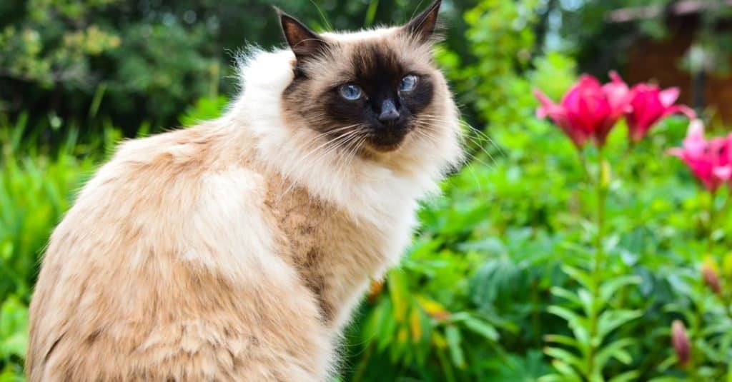 Balinese cat sitting outside in the garden.