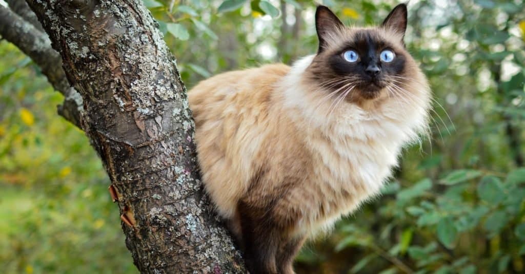 Balinese cat sitting on a cherry tree in a green garden.