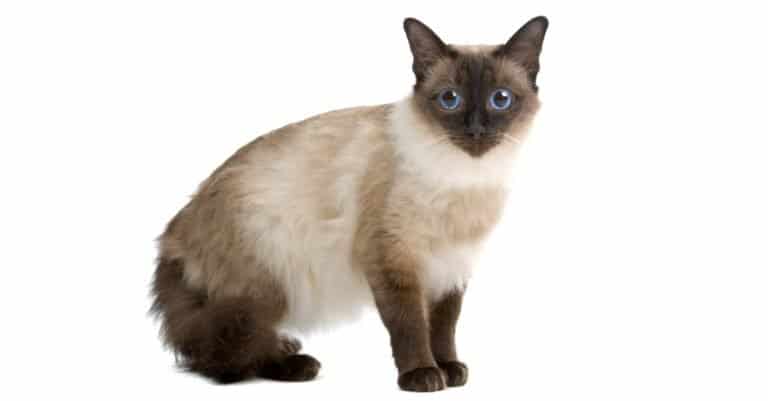 Balinese cat isolated on a white background.