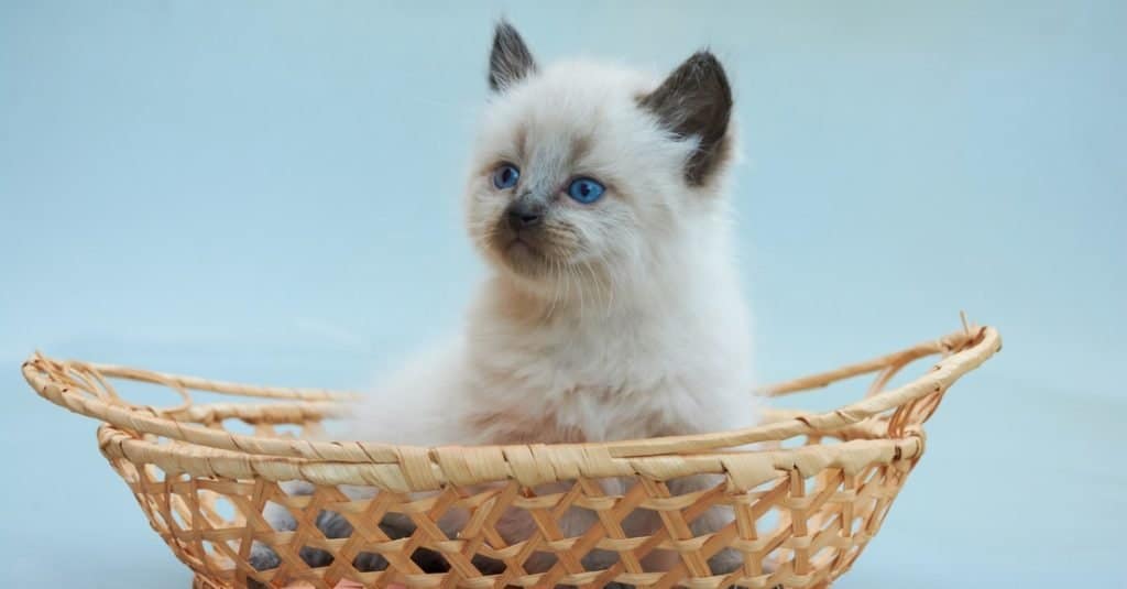 Balinese kitten playing in the basket.