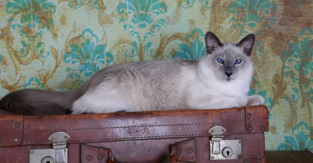 Balinese Cat lying on a suitcase.