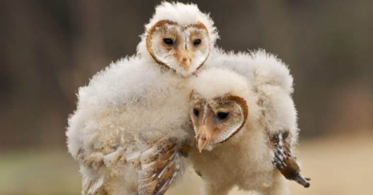 Two Barn Owl chicks