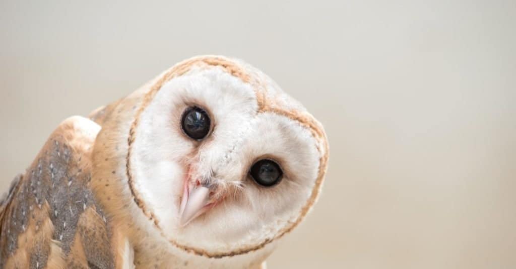 Common Barn owl (Tyto alba) head close up