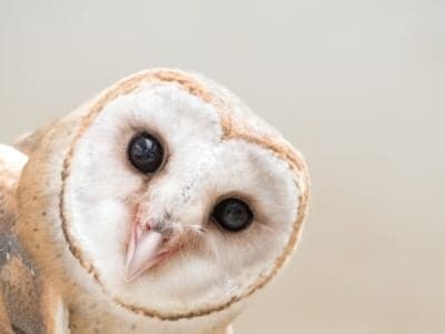 A Barn Owl