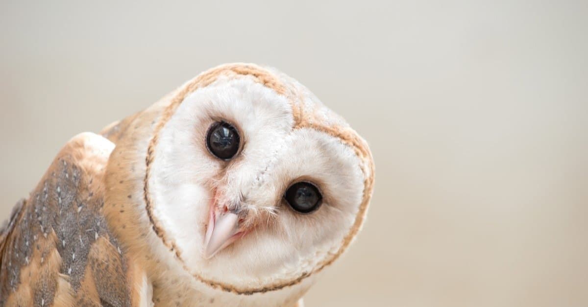 Barn Owl Bird Facts | Tyto alba - AZ Animals