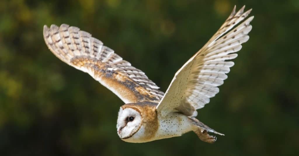 Barn Owl in flight