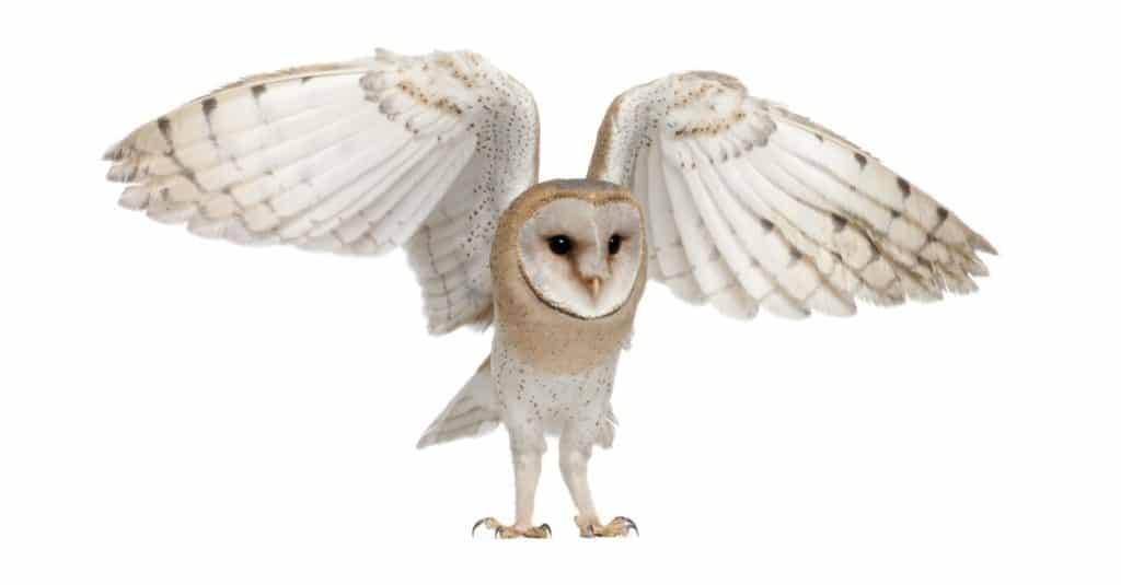 Barn Owl, Tyto alba, 4 months old, flying against white background