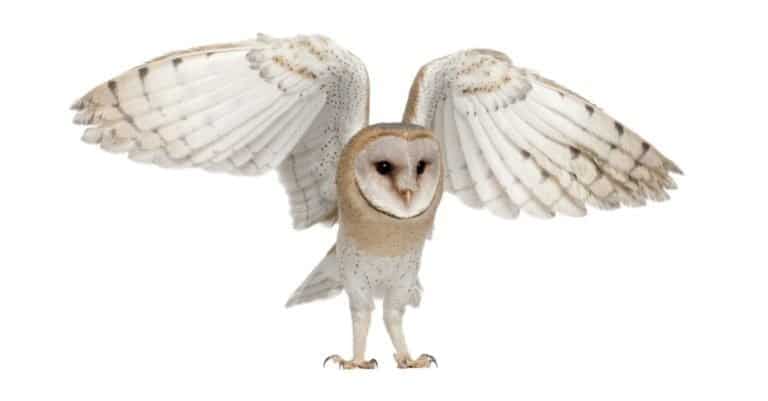 Barn Owl, Tyto alba, 4 months old, flying against white background