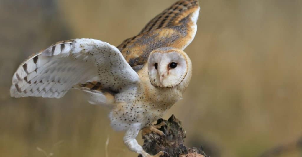 Magnificent Barn Owl perched on a stump in the forest (Tyto alba)