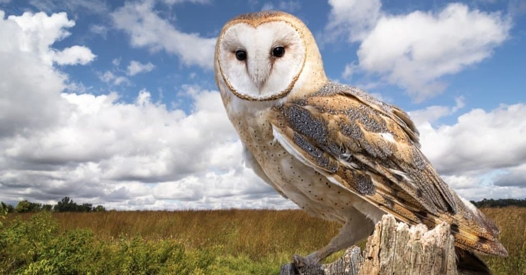 A Barn Owl perched on a dead tree stump in a meadow