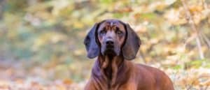 Bavarian Mountain Hound lying in grass